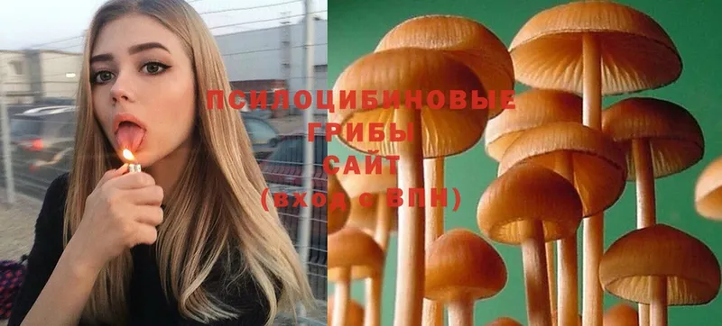 OMG   закладка  Каспийск  Галлюциногенные грибы Psilocybine cubensis 